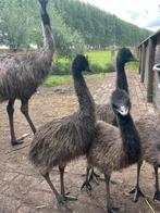 Emoe kuikens, Dieren en Toebehoren, April, Geslacht onbekend