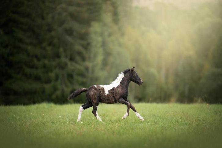 Curly hengstjes met papier te koop, Dieren en Toebehoren, Pony's, Hengst, A pony (tot 1.17m), 0 tot 2 jaar, Met stamboom, Gechipt