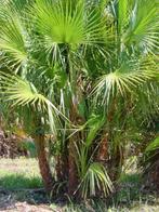 12 x Acoelorraphe Wrightii palm boom zaden, Tuin en Terras, Bloembollen en Zaden, Ophalen, Gehele jaar, Volle zon, Zaad