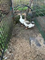 Ganzen, Dieren en Toebehoren, Mannelijk