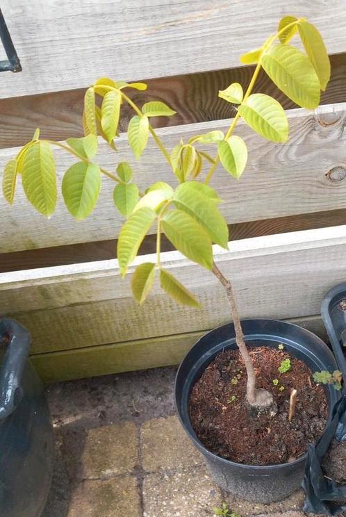 Walnoot boompje 🌳, Tuin en Terras, Planten | Tuinplanten, Overige soorten, Volle zon, Zomer, Ophalen