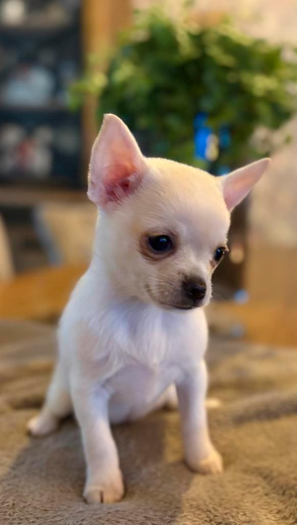 Prachtige mooie chihuahua pup mag  verhuizen, Dieren en Toebehoren, Honden | Chihuahua's en Gezelschapshonden, Teef, Overige rassen