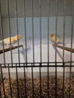 Koppel mozaïek kanaries, Dieren en Toebehoren, Vogels | Kanaries, Meerdere dieren, Kleurkanarie