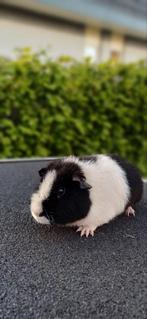 Beertje ter dekking, Dieren en Toebehoren, Knaagdieren, Mannelijk, Cavia, Na 1 juli 2024