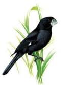 Twatwa repman half brashong, Dieren en Toebehoren, Vogels | Overige Vogels, Mannelijk, Tropenvogel, Geringd