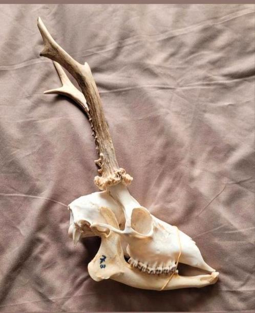 Schedel van een ree / hert met bloemkool gewei en onderkaak, Verzamelen, Dierenverzamelingen, Schedel, Hert, Ophalen of Verzenden