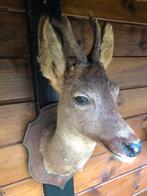 Taxidermie Reekop, Verzamelen, Dierenverzamelingen, Ophalen of Verzenden, Gebruikt, Hert, Opgezet dier