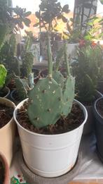 Cactus plant met pot €10, Ophalen, Cactus, Volle zon, Minder dan 100 cm