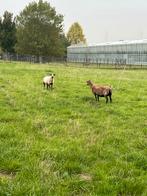 3 maasduinen schapen en dekram., Dieren en Toebehoren, Schapen, Geiten en Varkens, Mannelijk, Schaap
