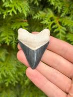 Megalodon haaientand 6 centimeter, Verzamelen, Mineralen en Fossielen, Ophalen of Verzenden, Fossiel