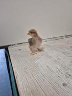 Welsumer groot kippenkuikens | Gesekst en Ingeënt, Vrouwelijk, Kip