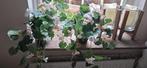 2 kunstgeraniums nieuw, Ophalen, Kunststof, Minder dan 30 cm, Rond