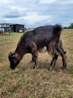 Lief bokje, Dieren en Toebehoren, Schapen, Geiten en Varkens, Mannelijk, Geit, 0 tot 2 jaar