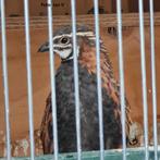 div koppels harlekijn kwartels van 2024 en 2025, Dieren en Toebehoren, Meerdere dieren, Overige soorten