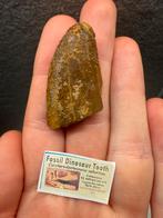 Halve Carcharodontosaurus tand - 4,5cm, Verzamelen, Ophalen of Verzenden, Fossiel