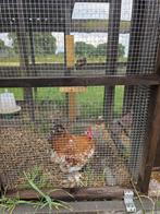 GRATIS Haan ivm 2e haan, Dieren en Toebehoren, Pluimvee, Mannelijk, Kip