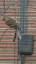 Majoor x kanarie, Mannelijk, Bastaard