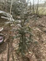 Taxus, Tuin en Terras, Planten | Struiken en Hagen, Ophalen, Taxus, Struik, 250 cm of meer