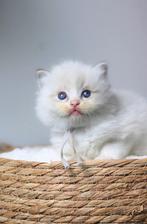 Echte Originele Ragdoll kittens van FamilyCats, Meerdere dieren, Gechipt, 0 tot 2 jaar