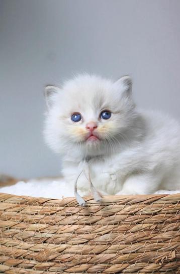 Echte Originele Ragdoll kittens van FamilyCats beschikbaar voor biedingen