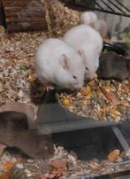 Kleurmuizen zwart, wit en bruin, Muis, Januari, Meerdere dieren, Tam