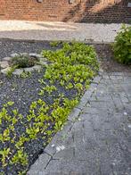 Goudsbloem stekjes, Ophalen of Verzenden, Voorjaar, Volle zon, Zaad