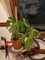 Monstera met mospaal in terracotta pot, Ophalen, Overige soorten, In pot, Minder dan 100 cm
