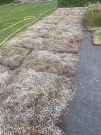 Sedum matten als groenblijvende bodem bedekking, Bodembedekkers, Volle zon, Vaste plant, Ophalen of Verzenden