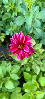 Dahlia 18, Tuin en Terras, Ophalen, Zomer, Overige soorten, Volle zon