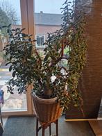 Crassula Ovata, Huis en Inrichting, Ophalen of Verzenden, Halfschaduw, Minder dan 100 cm