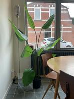 Kunstplant strelitzia nicolai (ikea), Ophalen of Verzenden, Halfschaduw, 150 tot 200 cm