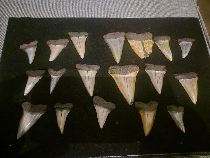 Setje haaientanden, Verzamelen, Mineralen en Fossielen, Ophalen of Verzenden