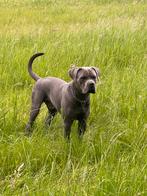 Canecorso Dekreu ter dekking aangeboden, Rabiës (hondsdolheid), Reu, Eén hond, 3 tot 5 jaar