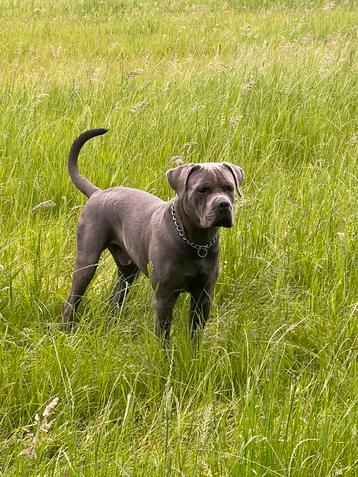 Canecorso Dekreu ter dekking aangeboden  beschikbaar voor biedingen