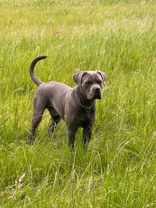Canecorso Dekreu ter dekking aangeboden, Dieren en Toebehoren, Honden | Dekreuen, Reu, Particulier, Eén hond, Nederland, 3 tot 5 jaar