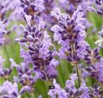 BIO Portugese Lavendel, Diversen, Levensmiddelen, Verzenden