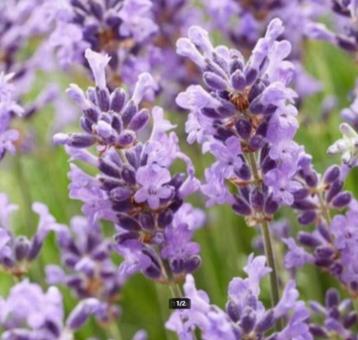 BIO Portugese Lavendel beschikbaar voor biedingen