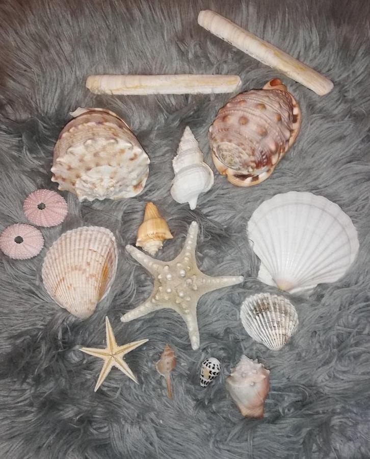 Set schelpen en zeesterren (set 1), Verzamelen, Mineralen en Fossielen, Schelp(en), Ophalen of Verzenden