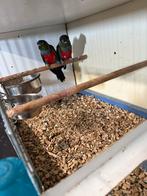 Pyrrurha perlata bewezen en getest, Meerdere dieren, Parkiet