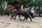 Chique talentvol hengstveulen van O'Toto van de Wimphof, Dieren en Toebehoren, Paarden, Gechipt, Niet van toepassing, Dressuurpaard