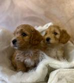 Maltipoo puppys, Dieren en Toebehoren, Honden | Chihuahua's en Gezelschapshonden, Rabiës (hondsdolheid), Overige rassen, 8 tot 15 weken