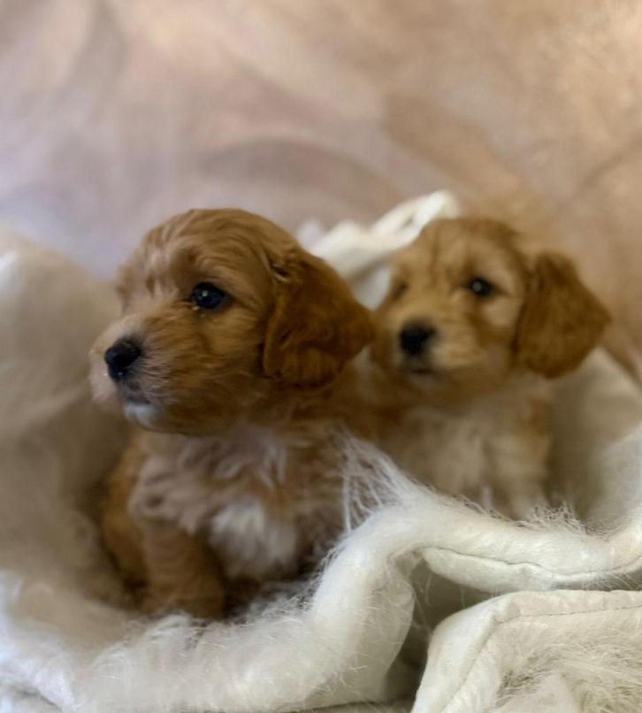 Maltipoo puppys, Dieren en Toebehoren, Honden | Chihuahua's en Gezelschapshonden, Meerdere dieren, Overige rassen, Particulier
