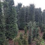 Hoge Taxus baccata, Bloeit niet, Halfschaduw, Minder dan 100 cm, Overige soorten
