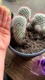 Mammillaria bombycina  Cactus., Huis en Inrichting, Kamerplanten, Ophalen, Cactus