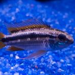 Apistogramma bitaeniata Kleei, Dieren en Toebehoren, Vissen | Aquariumvissen, Vis