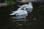 Siereenden, Dieren en Toebehoren, Pluimvee, Meerdere dieren, Eend