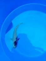 Mooie koi, Dieren en Toebehoren, Vissen | Vijvervissen, Karper of Koi