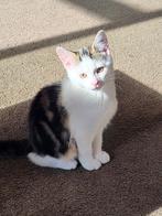 Lieve kitten zoekt een warm huisje, Dieren en Toebehoren, Katten en Kittens | Overige Katten, Poes, 0 tot 2 jaar