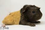 Choco buff witte peruvian cavia, Dieren en Toebehoren, Cavia, Mannelijk, Juli, Tam