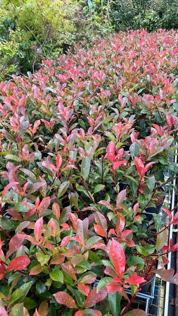Photinia ‘carre rouge’ (glansmispel) geschikt als haag beschikbaar voor biedingen